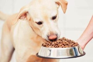 dicalcium phosphate in dog food